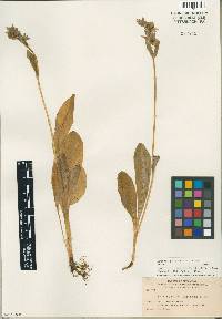Image of Swertia palustris