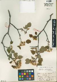 Crataegus pruinosa image