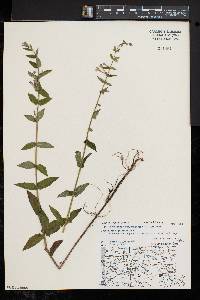 Scutellaria galericulata image