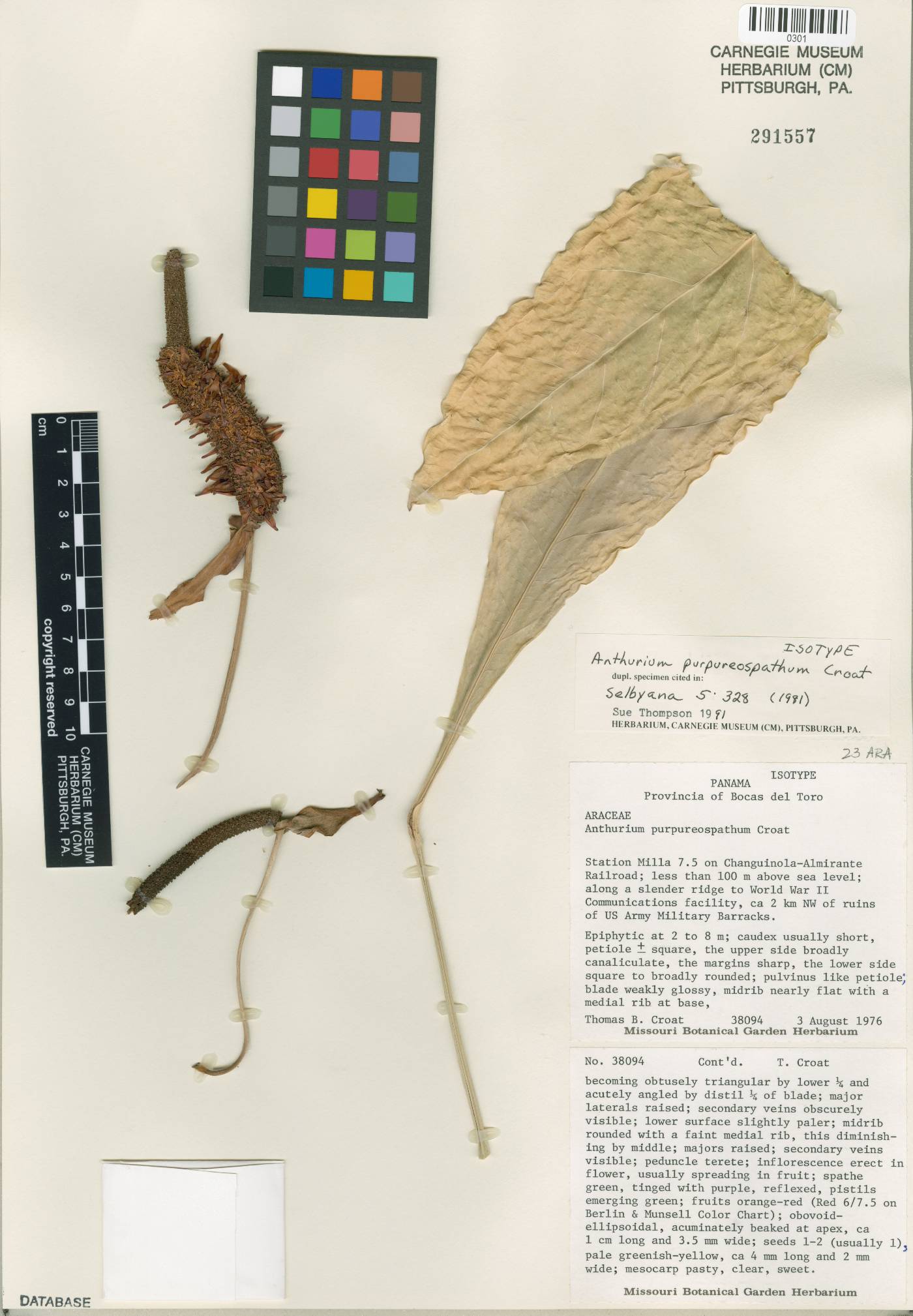 Anthurium purpureospathum image