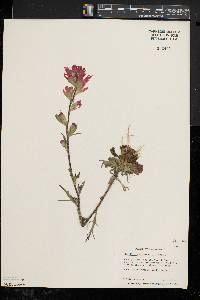 Castilleja coccinea image