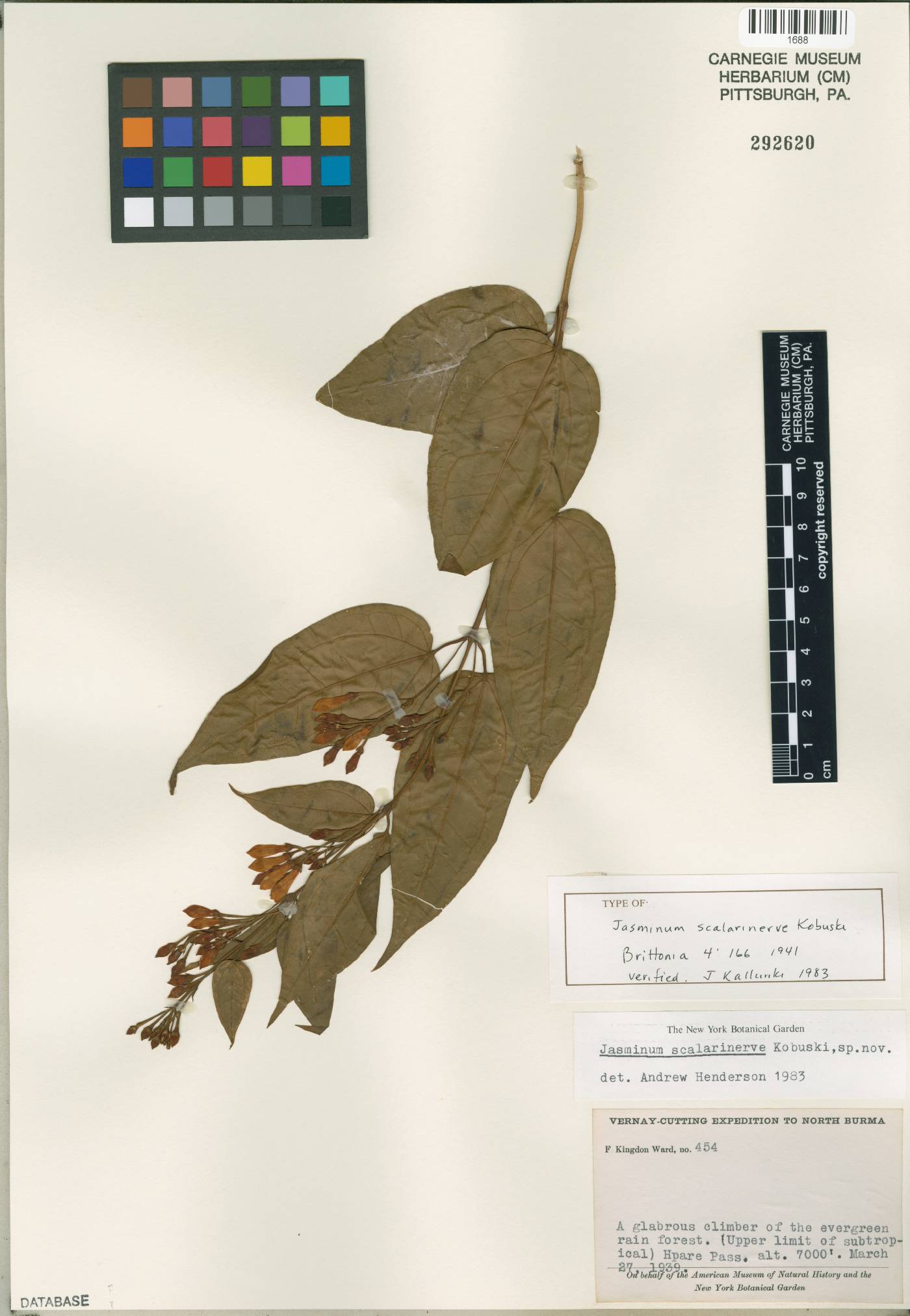 Jasminum dispermum subsp. forrestianum image