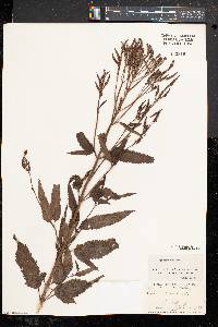 Verbena hastata image