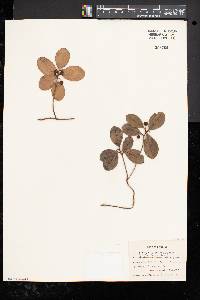 Gaultheria procumbens image