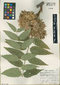 Ailanthus altissima image