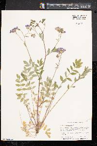 Polemonium reptans image