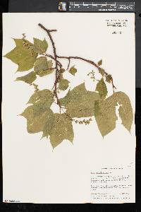 Acer pensylvanicum image