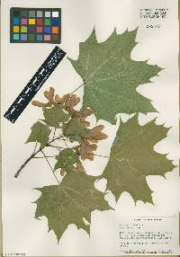 Acer platanoides image