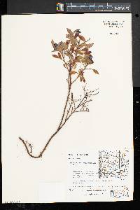 Vaccinium angustifolium image