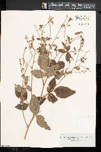 Desmodium dillenii image