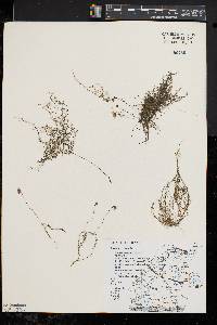 Utricularia gibba image