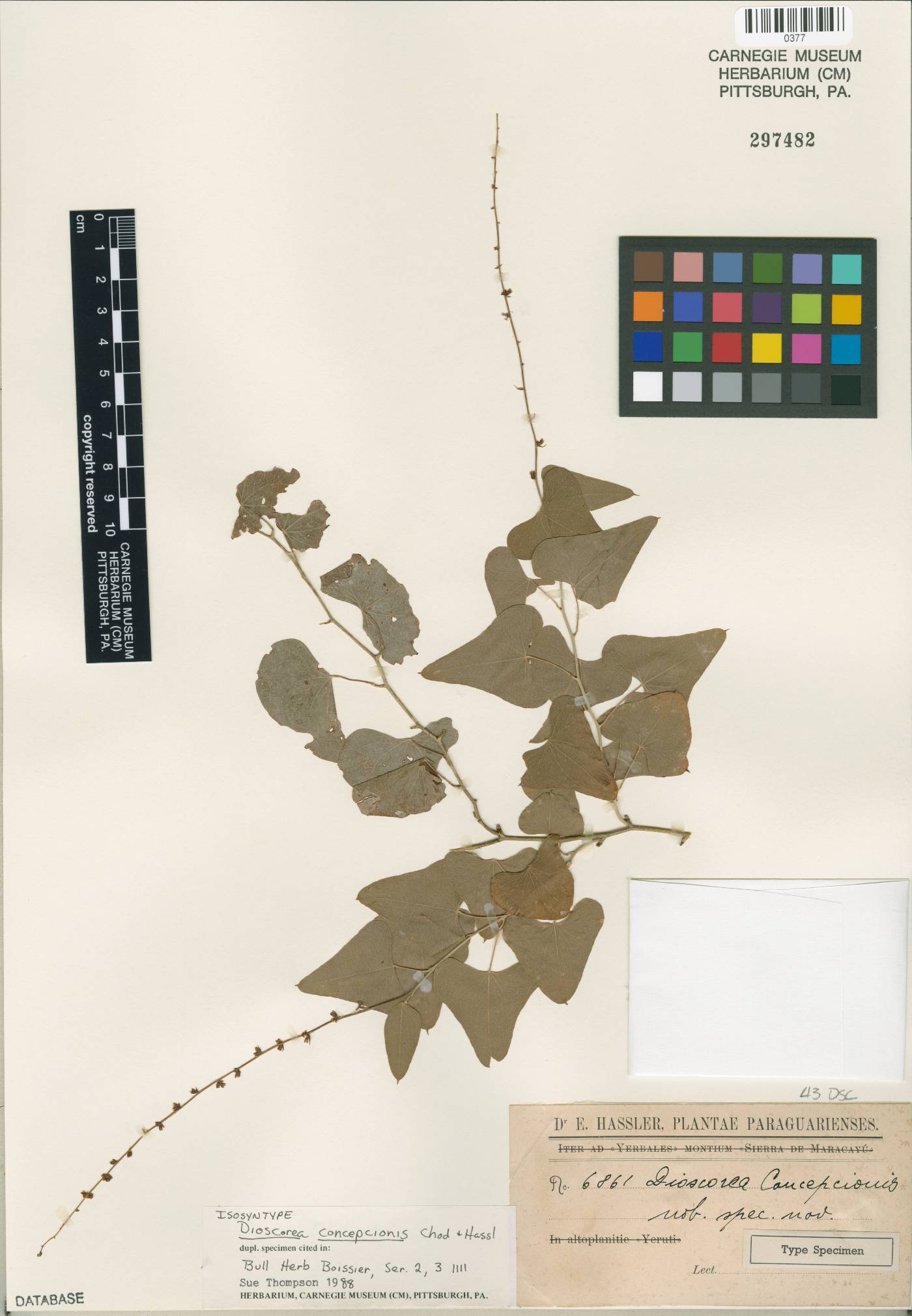 Dioscorea multiflora image