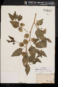 Physalis longifolia var. subglabrata image