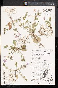 Phlox stolonifera image