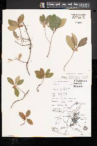 Gaultheria procumbens image