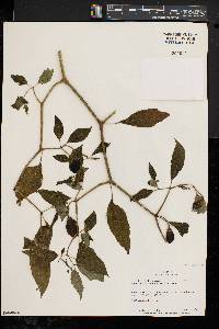 Image of Capsicum pubescens