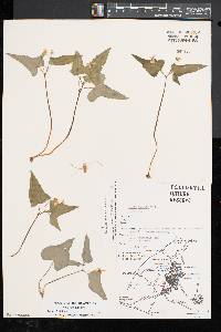 Viola hastata image