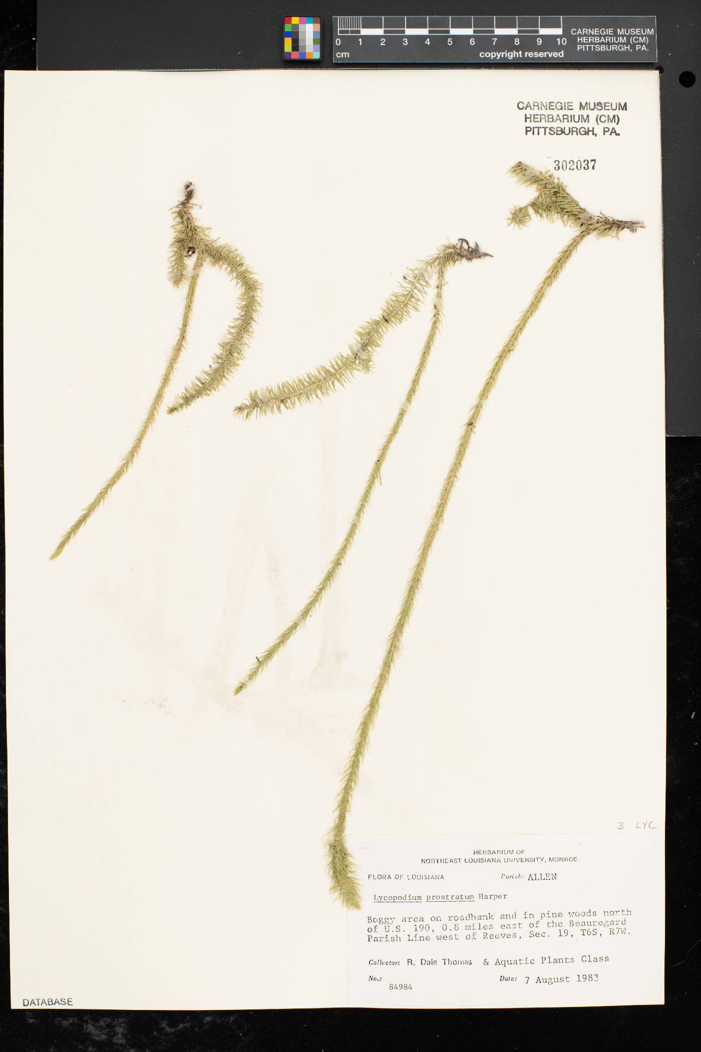 Lycopodiella prostrata image