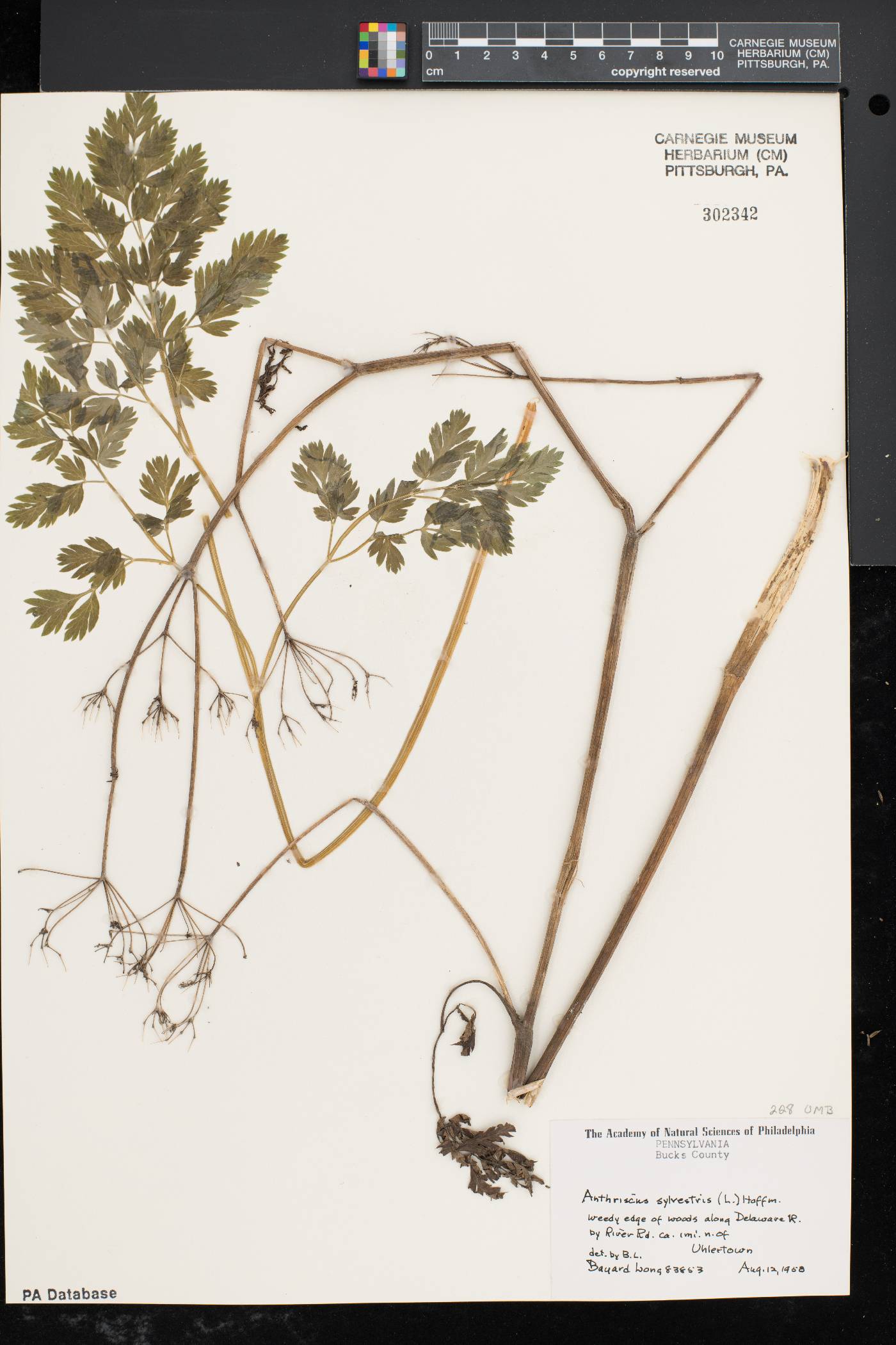 Anthriscus sylvestris image