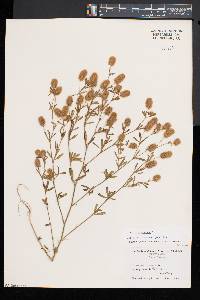 Trifolium arvense image