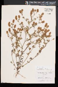 Trifolium arvense image