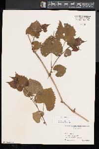 Vitis vulpina image