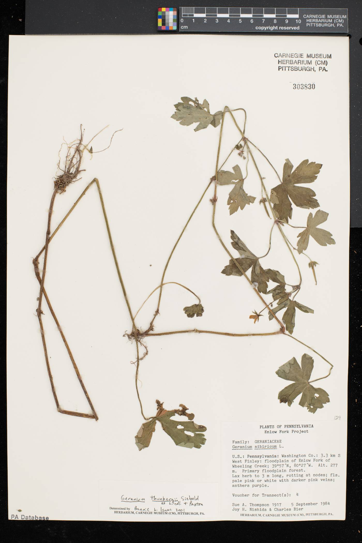 Geranium thunbergii image