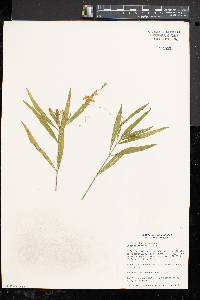 Cuscuta gronovii image