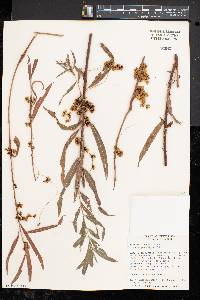 Cuscuta gronovii image