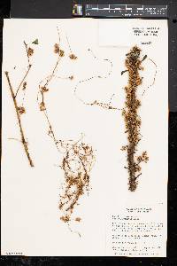 Cuscuta gronovii image