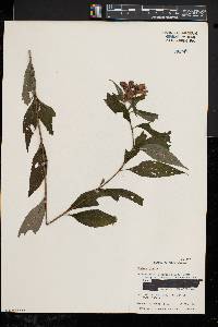 Chelone glabra var. glabra image