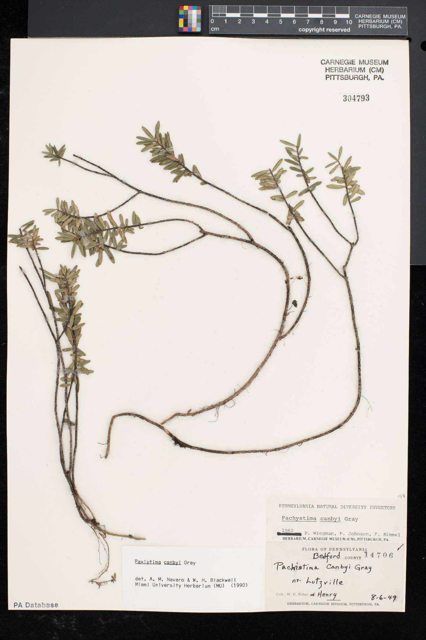 Paxistima canbyi image