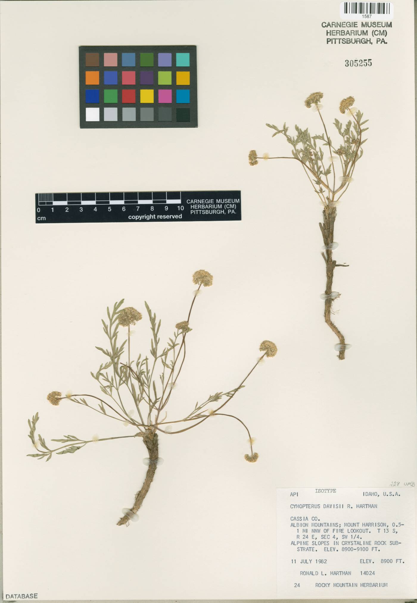 Cymopterus davisii image
