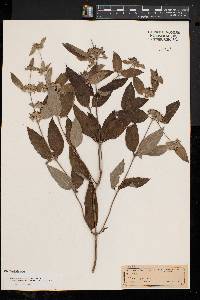 Pycnanthemum incanum image