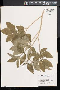 Image of Paeonia albiflora