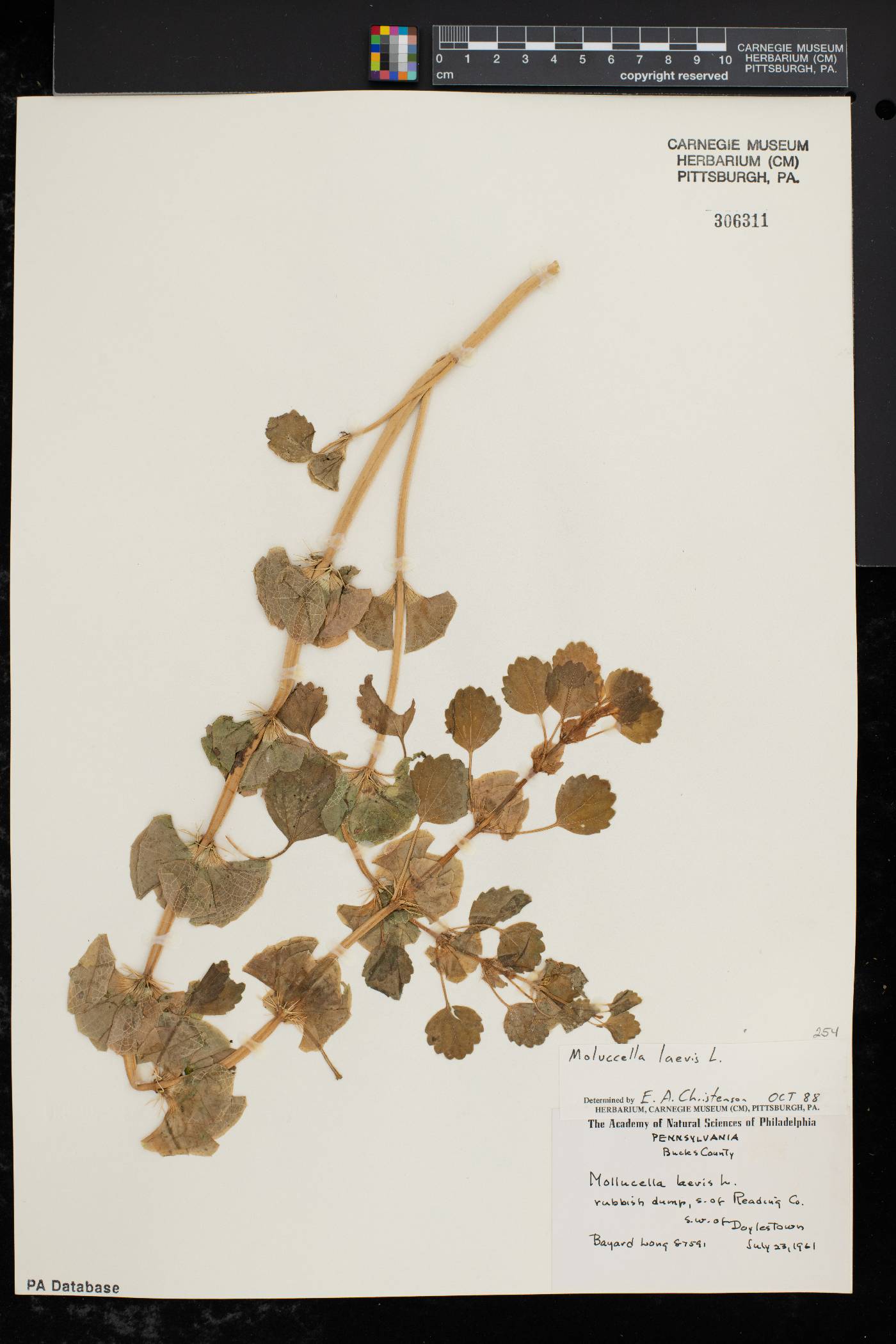 Moluccella laevis image