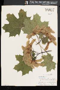 Acer platanoides image