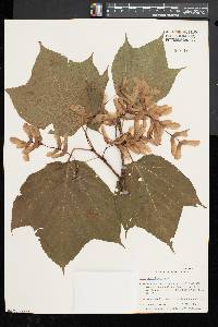 Acer pensylvanicum image