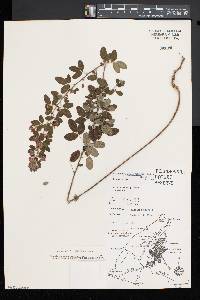 Lespedeza intermedia image