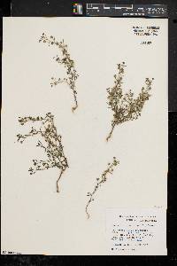 Chaenorhinum minus image