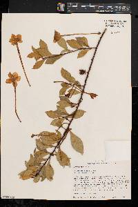 Image of Brunfelsia nitida