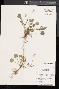 Image of Banisteriopsis martiniana