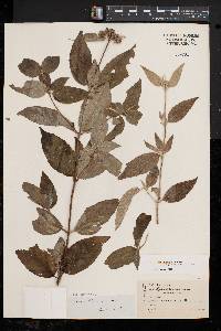 Pycnanthemum incanum image