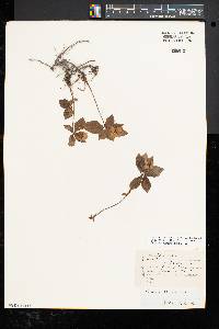 Cornus canadensis image