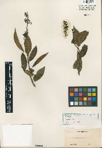 Image of Palicourea angustifolia