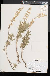 Lupinus sulphureus image