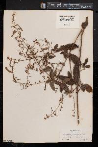 Desmodium perplexum image