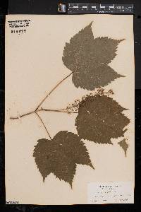 Acer spicatum image