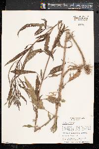 Verbena hastata image