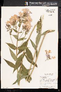 Phlox paniculata image